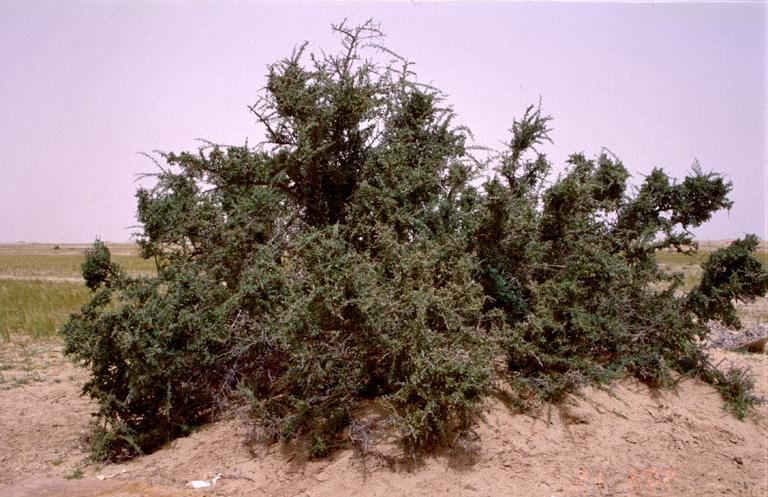 شجرة اليهود شجرة الغرقد ويكي عربي