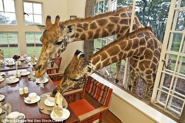 Giraffe Manor Nairobi 2