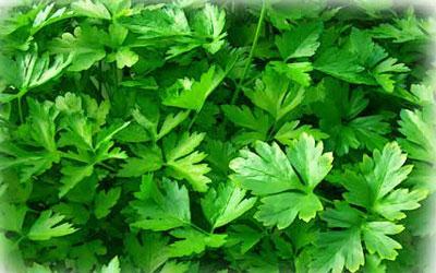 البقدونس Parsley 3