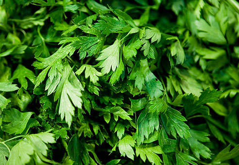البقدونس Parsley