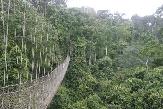 Canopy Walk, Ghana 1