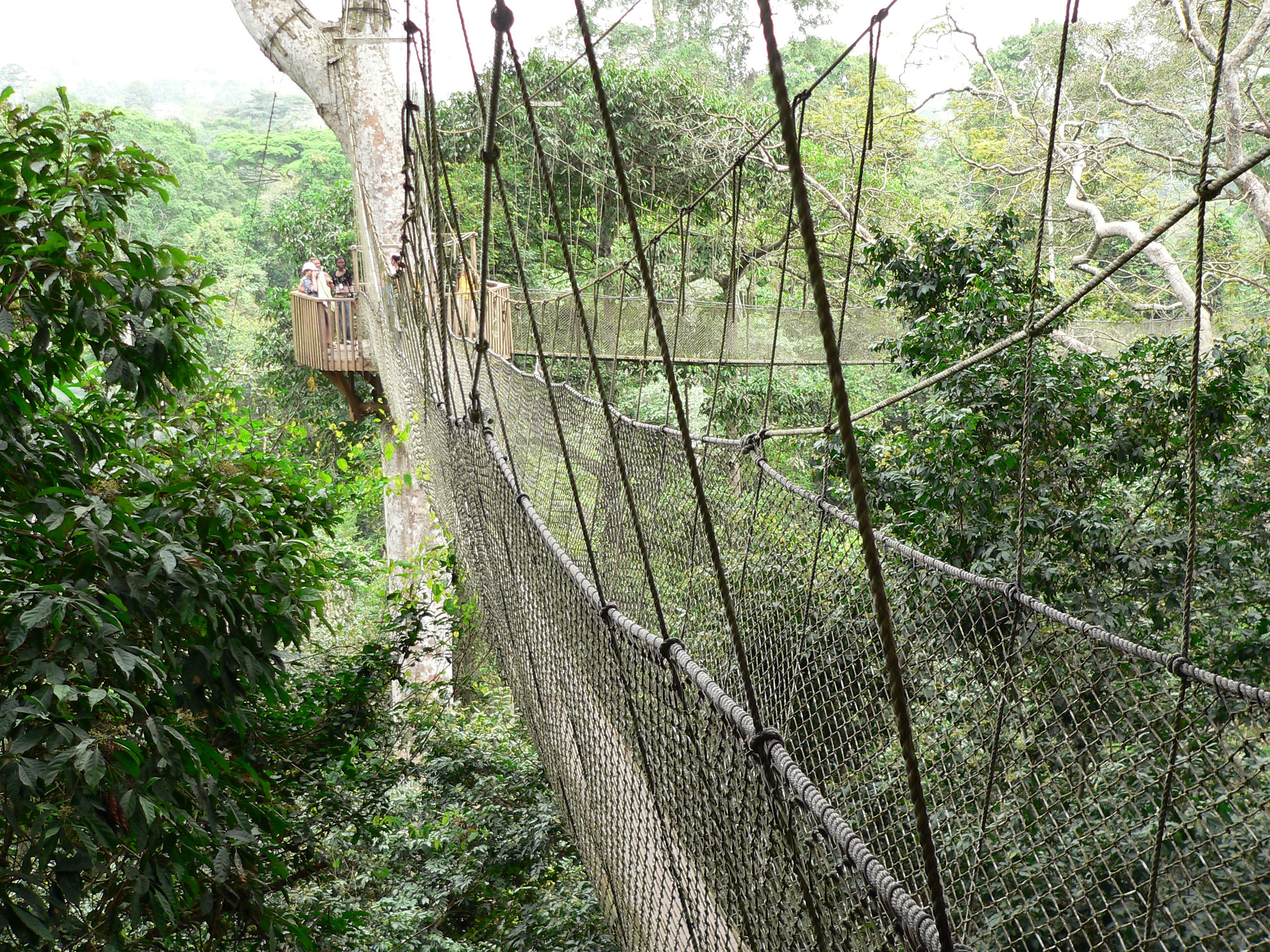 Canopy Walk, Ghana 2