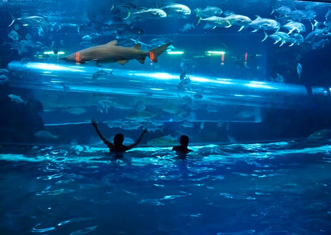 golden nugget las vegas pool 2