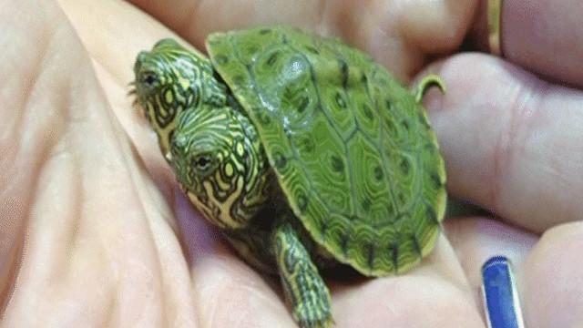 سلحفاة برأسين