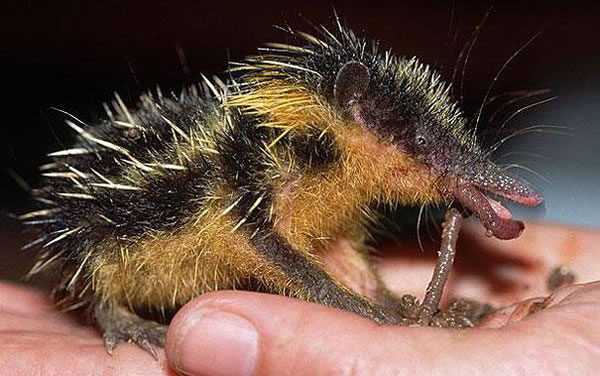 Lowland Streaked Tenrec