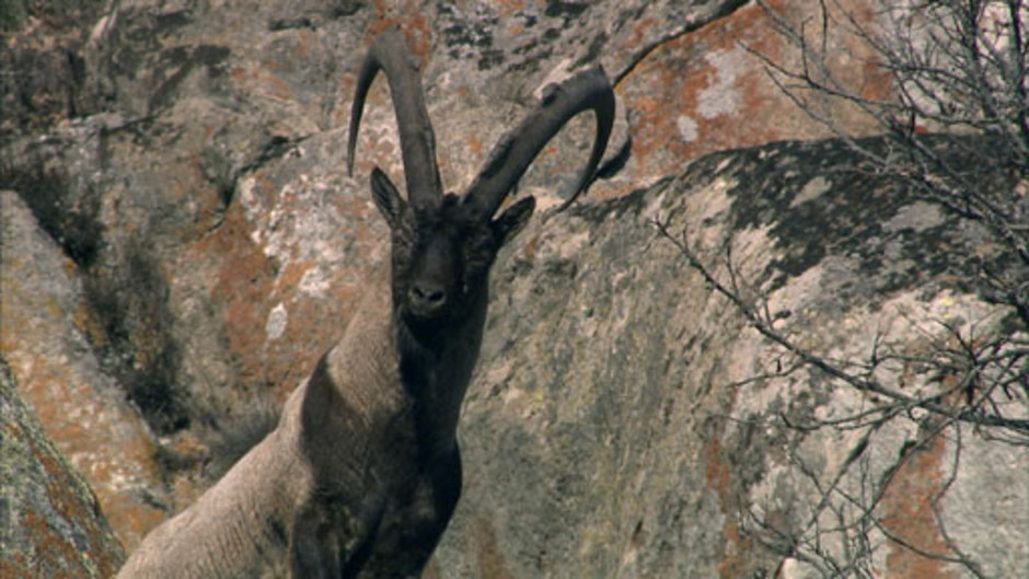 جبال القوقاز الحد العظيم 2