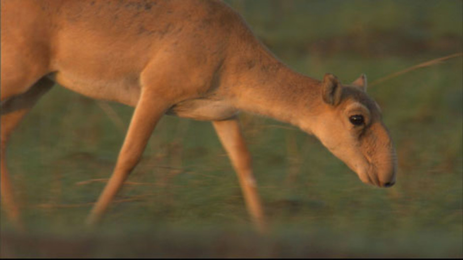 جبال القوقاز الحد العظيم 3