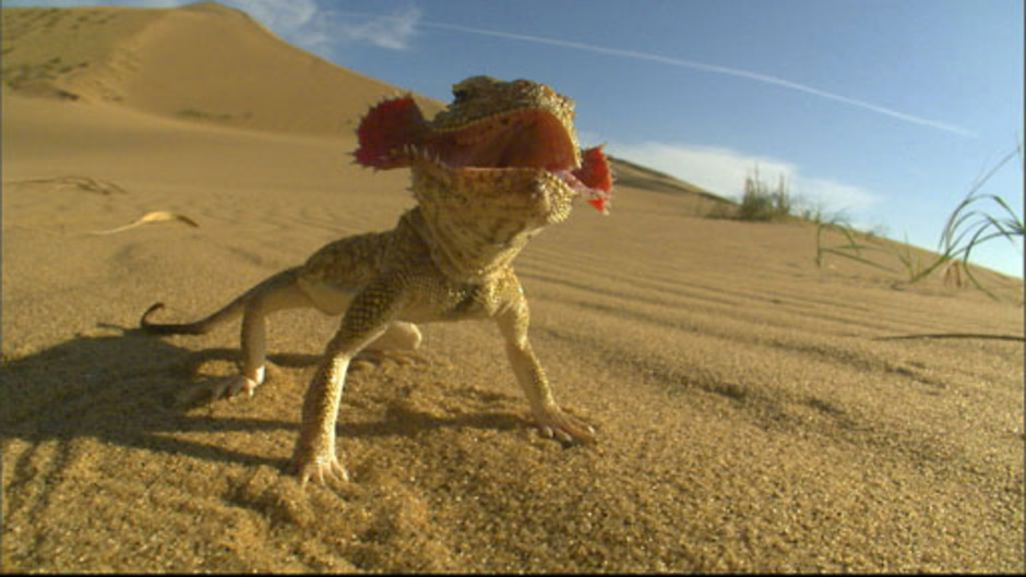 جبال القوقاز الحد العظيم 4