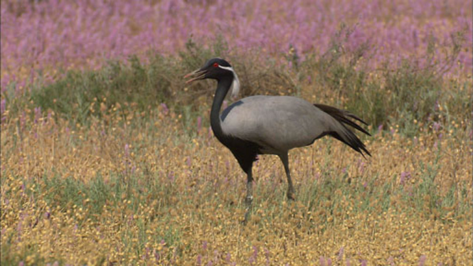 جبال القوقاز الحد العظيم 6