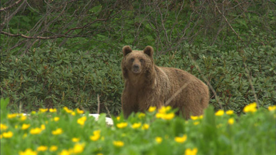 جبال القوقاز الحد العظيم 11