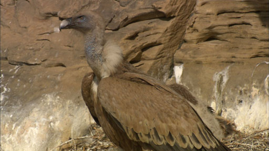 جبال القوقاز الحد العظيم 12