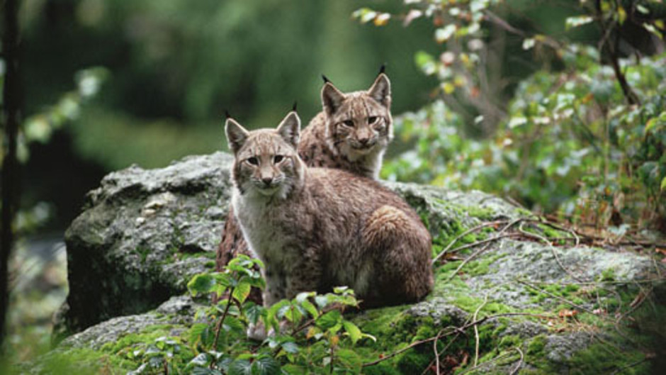 جبال القوقاز الحد العظيم 14