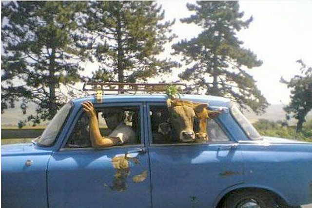 فقط في روسيا 25