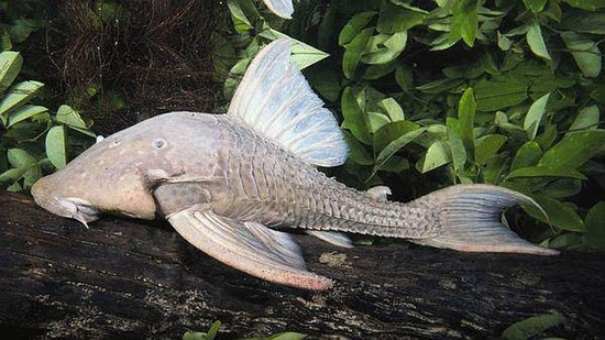 سمكة تأكل الأخشاب