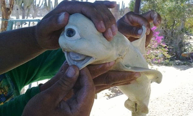 سمكة قرش بعين واحدة