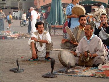 مروضوا الأفاعي بساحة جامع الفنا
