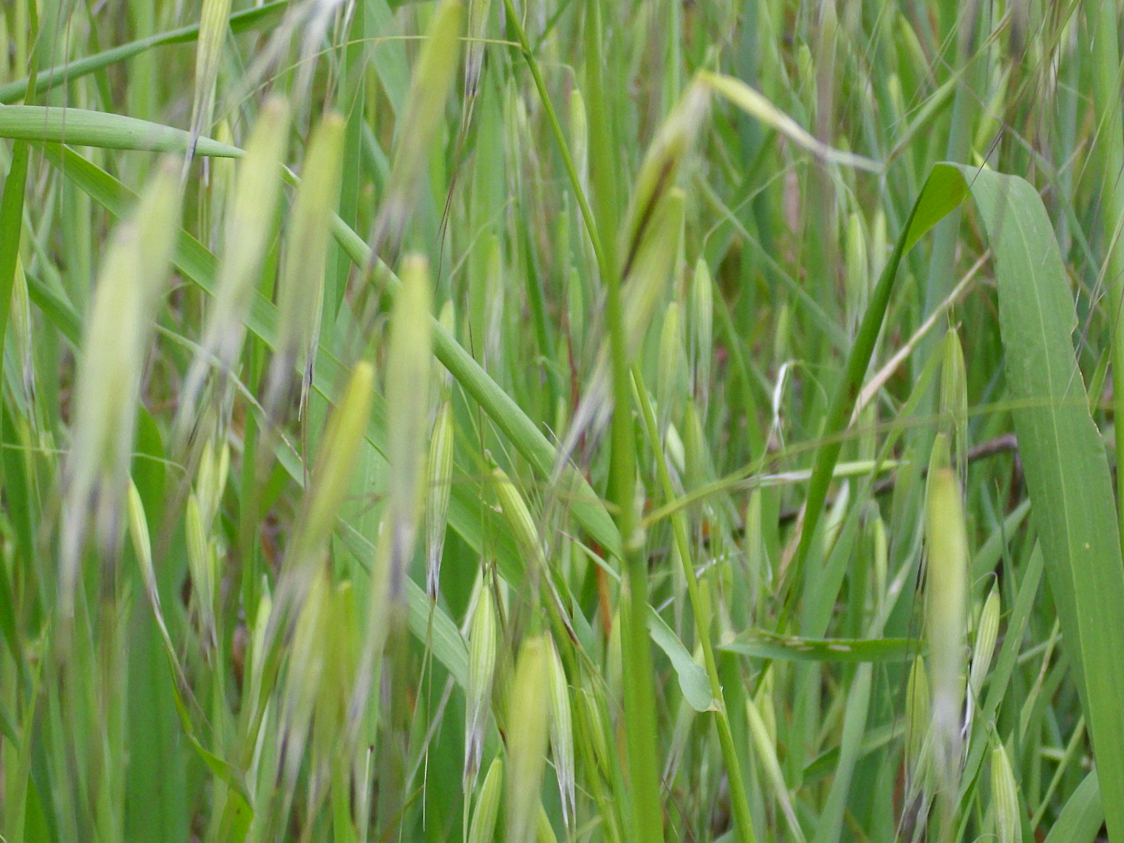 الشوفان لم يتم نضجه