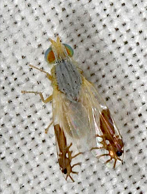 ذبابة فاكهة جناحيها مرسوم عليهما نملتين 4 ذبابة فاكهة جناحيها مرسوم عليهما نملتين 4