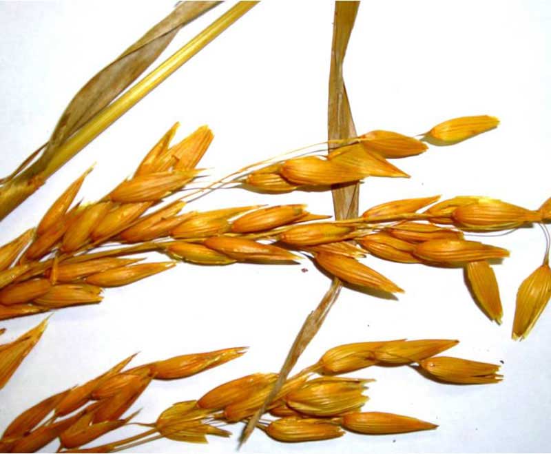 سنابل الشوفان