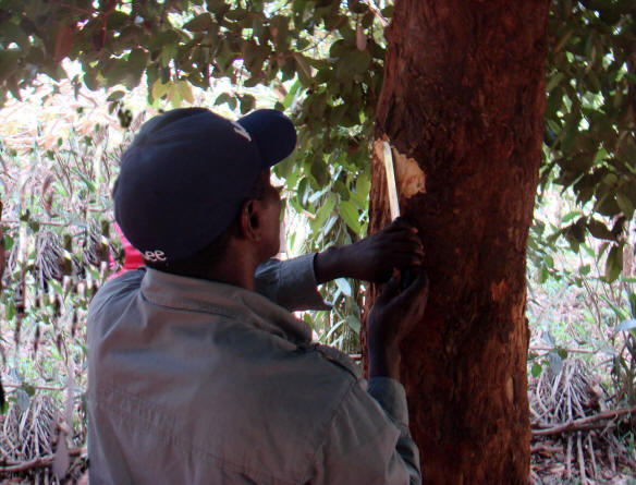 شجرة القرفة شجرة القرفة