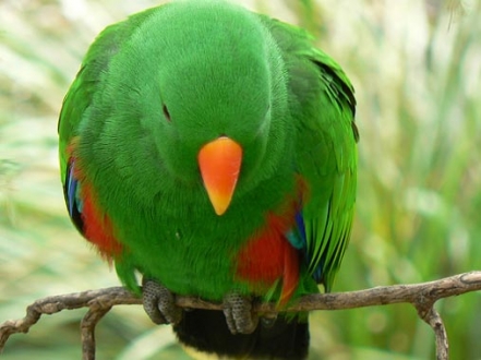 أجمل الطيور الملونة 14