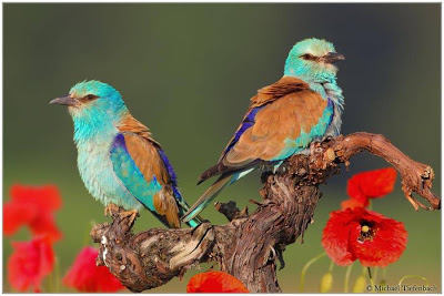 أجمل الطيور الملونة 21