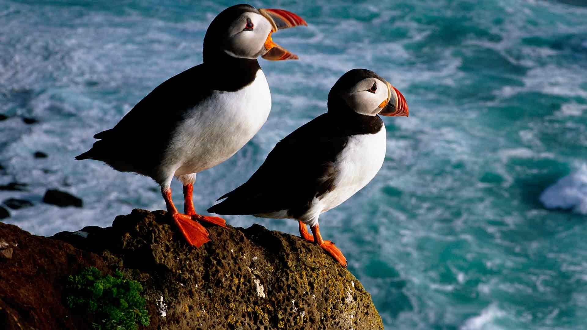 أجمل الطيور الملونة 23