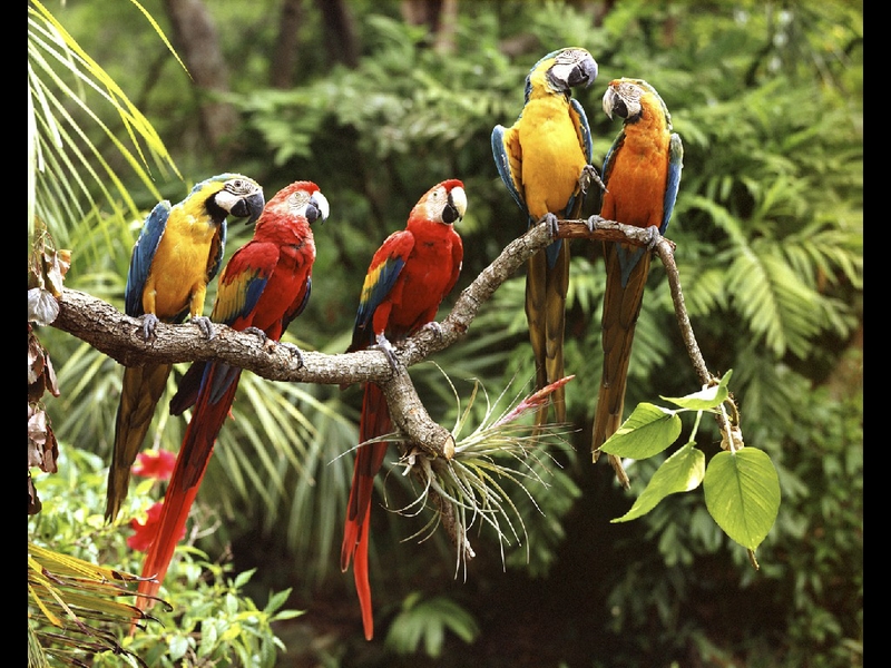 أجمل الطيور الملونة 24