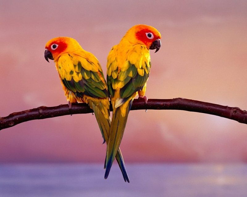 أجمل الطيور الملونة 27