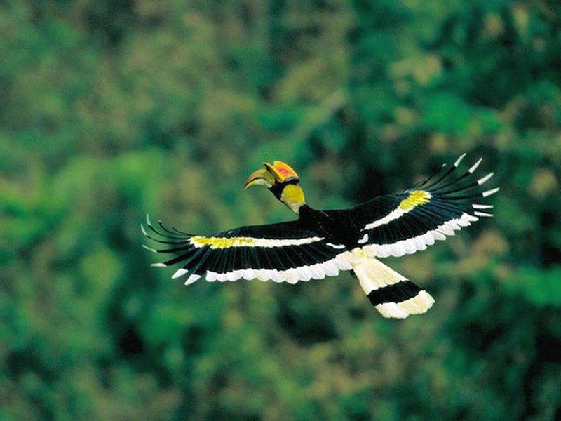 أجمل الطيور الملونة 28