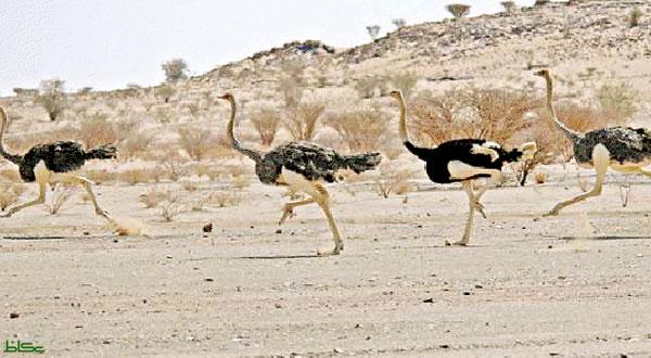 النعام في الربع الخالي