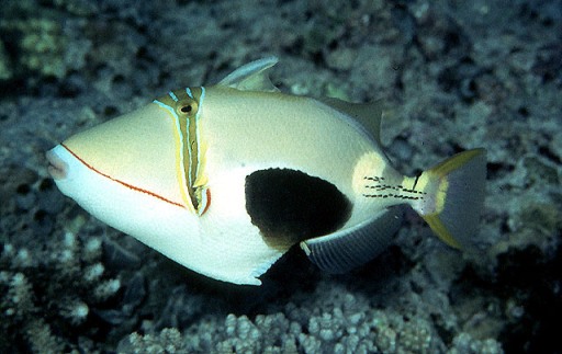 سمكة Blackbelly Triggerfish سمكة Blackbelly Triggerfish