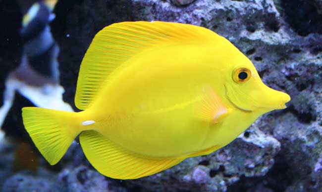 سمكة Yellow Tang سمكة Yellow Tang