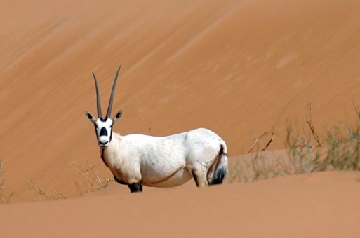 مها عربية في الربع الخالي