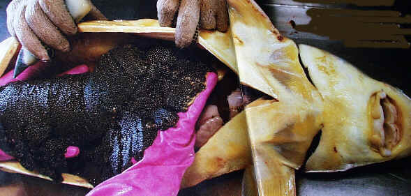 استخراج الكافيار من السمك