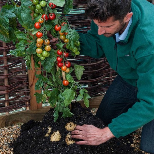 نبتة تنتج بطاطس وطماطم 3