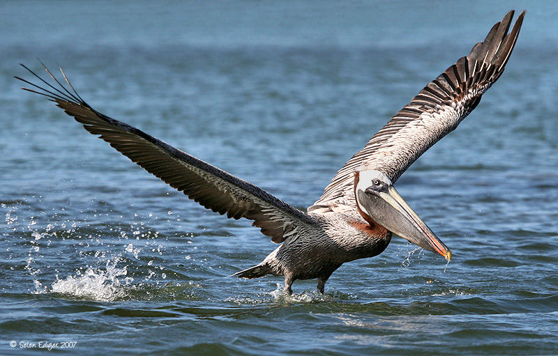 صور طيور في اللحظة المناسبة 10 صور طيور في اللحظة المناسبة 10