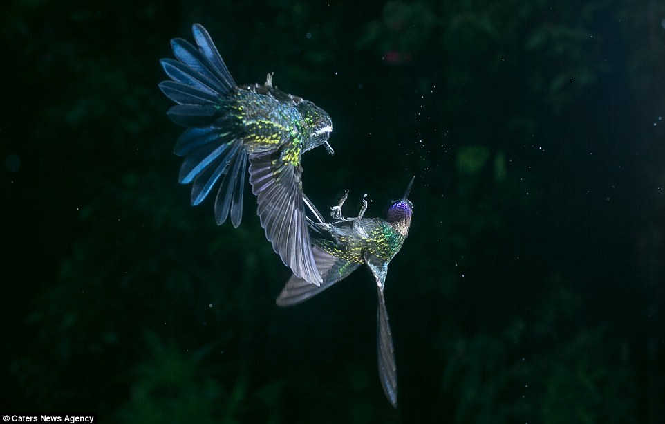 صور طيور في اللحظة المناسبة 11 صور طيور في اللحظة المناسبة 11