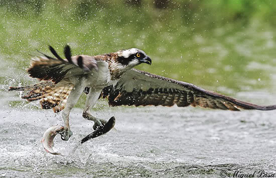 صور طيور في اللحظة المناسبة 12 صور طيور في اللحظة المناسبة 12