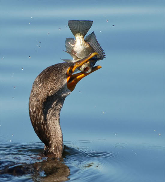 صور طيور في اللحظة المناسبة 13 صور طيور في اللحظة المناسبة 13