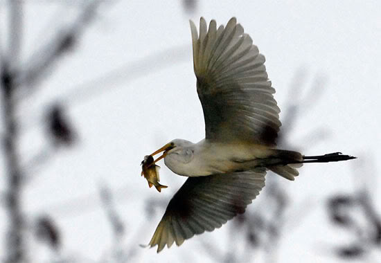 صور طيور في اللحظة المناسبة 14 صور طيور في اللحظة المناسبة 14