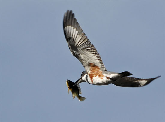 صور طيور في اللحظة المناسبة 15 صور طيور في اللحظة المناسبة 15