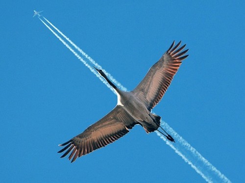 صور طيور في اللحظة المناسبة 17 صور طيور في اللحظة المناسبة 17