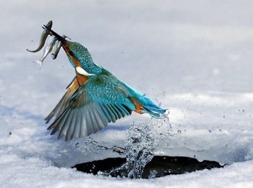 صور طيور في اللحظة المناسبة 18 صور طيور في اللحظة المناسبة 18