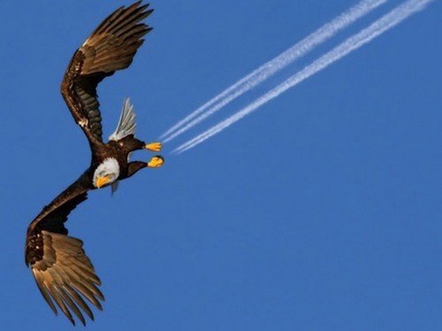 صور طيور في اللحظة المناسبة 19 صور طيور في اللحظة المناسبة 19