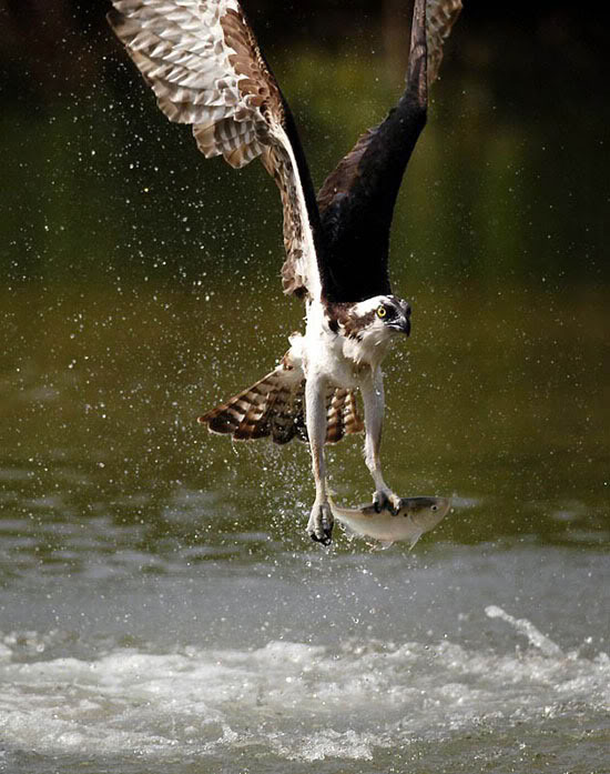 صور طيور في اللحظة المناسبة 20 صور طيور في اللحظة المناسبة 20