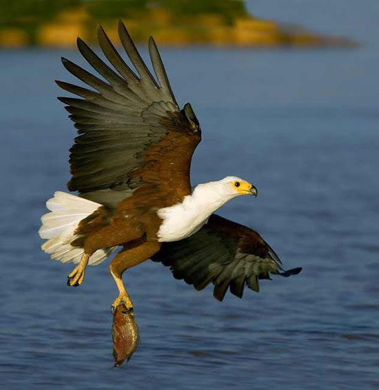 صور طيور في اللحظة المناسبة 9 صور طيور في اللحظة المناسبة 9