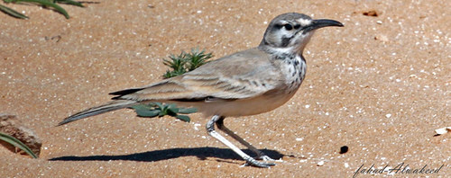 طائر المكاء